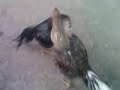 Abaran Ayam Bangkok Vs Ayam Birma F1 images Abaran Ayam Bangkok Vs Ayam Birma F1