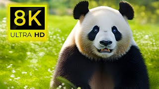 8K Yaban Hayatı Hayvanları - En İyi Hayvanlar 8K Ultra HD / 60 FPS