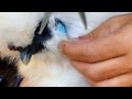 Trimming Silkie Chicken Crest For Better Vision - YouTube