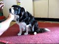 Arlie-balance treat on nose Arlie-balance treat on nose