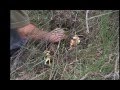Cantharellus cibarius - Salida en julio de 2011