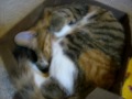 Big Kitten Little Box
