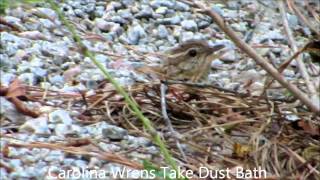 Watch Wrens Dust video