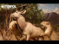 interpol - pioneer to the falls