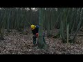 Tree felling using a split level cut, with a Husqvarna 346xp chainsaw