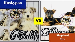 Huskypoo VS German Shepherd Mix