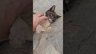 Baby Vito E Gli Altri Gatti Del Parco