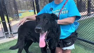 Adopt This Dog Kc Pet Projects Shadow