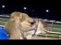 GoPro Hero 3 Black + Camel "Toe" Hump Dinah