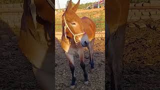 The Happiest Mule Ever Trained