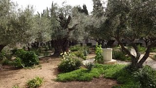Garden of Gethsemane and Church of All Nations
