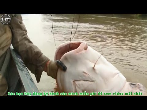 CÂU CÁ SÔNG , CẦN TRÂU BÒ GẶP QUÁI VẬT KHỦNG , CHƯA BAO GIỜ LẠI THẤY CON CÁ KHỦNG ĐẾN VẬY