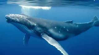 Baleen Whale Vocalizations What Do Whales Sound Like