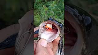 Mancing Gabus Teknik Casting