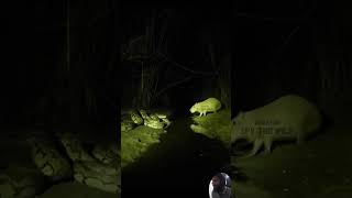 Anaconda Vs Capybara This Is How Fast An Anaconda Can Strike A Rare Encounter