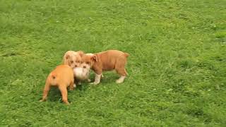 Olde English Bulldogge Puppies For Sale Kevin Lawrence