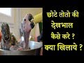 छोटे तोते की देखभाल कैसे करे ||  क्या खिलाये || Baby Parrot Care || Dr Nagender Yadav