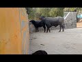 Meeting successfully | Village buffalo mating