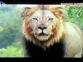 Kuda Nil Vs Singa images Kuda Nil Vs Singa
