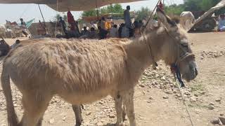 Super Murrah Donkey Meeting First Time Try