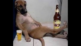 Super Funny Animals Drunk Compilation 2019