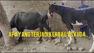 Apa yang terjadi !!!  Kerbau vs Kuda jantan