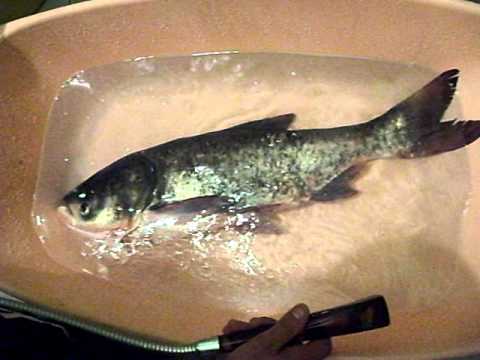 big fish asia