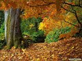 Karrin Allyson - Autumn leaves