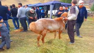 Видео выставка гисарсикий овцы в Киргизии Гиссарской кучкари 185кг от USMON REGAR, Гиссар, Таджикистан
