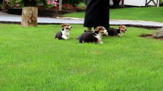 Pembroke Welsh Corgi Puppies For Sale Stephen Glick