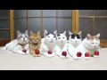 のせ猫 x ミニりんごと6匹の猫　Mini apple and cats