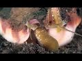 weird marine animals