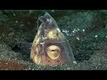 weird marine animals