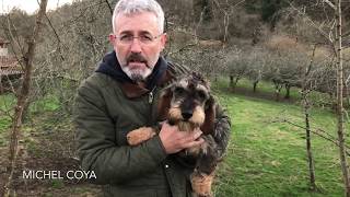 Adiestramiento Del Perro De Sangre. Rastro De 6 Horas.