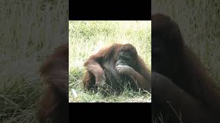 Orangutan Plays With Cloth.