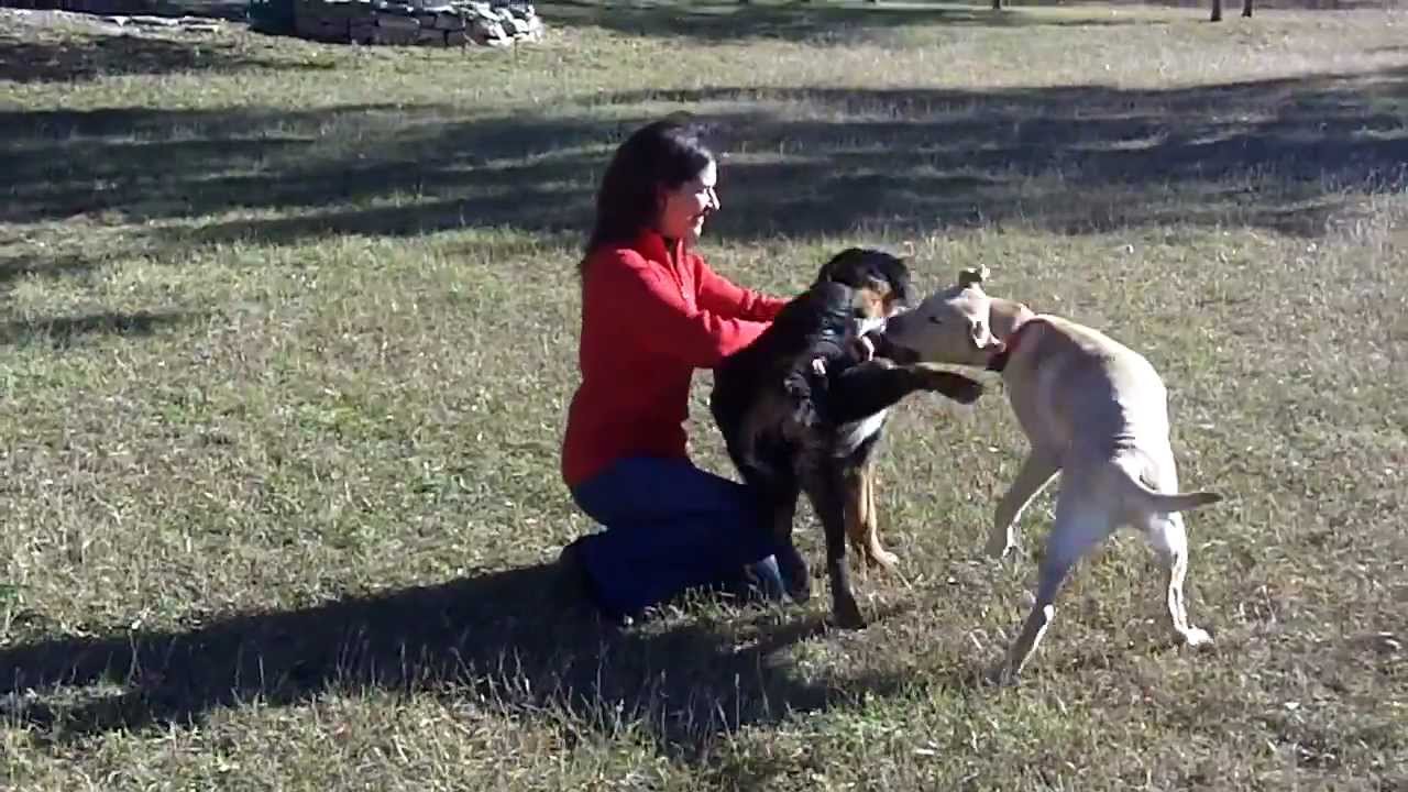 How To Train Your Dog For The Show Ring Youtube How To Train Your Dog For The Show Ring Youtube