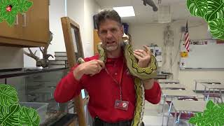 Fast Facts with Fugi | Reticulated Python