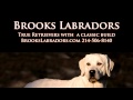 Brooks Labradors, True Retrievers with a classic build (60 sec. Spot)