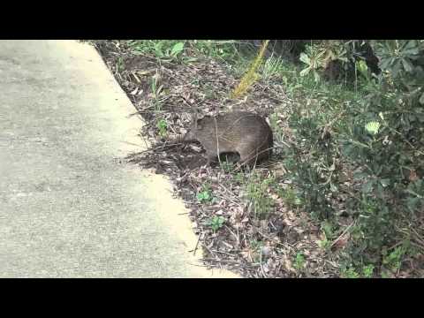 Bandicoot Sightings In Kings Park, Perth, Western Australia