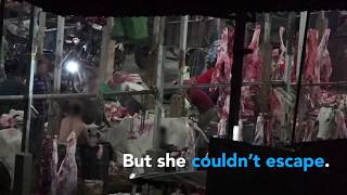 Cows Slaughtered by Being Bashed in the Head With Sledgehammers