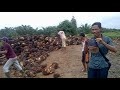 image Loding Tbs Kebun Kelapa Sawit Desa Tirta Makmur Kec Banyuasin 1 Kab Banyuasin Prov Sum Sel