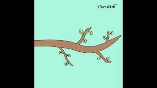 jamesg - limb