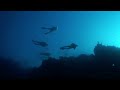 scuba diving