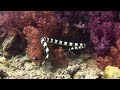 scuba diving