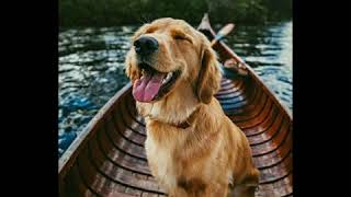 Lomotif De Den Retriever Leiam A Descrição Vídeo Pra Status