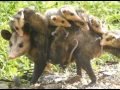 Tlacuache, un animal ancestral que sobrevive a la urbanidad