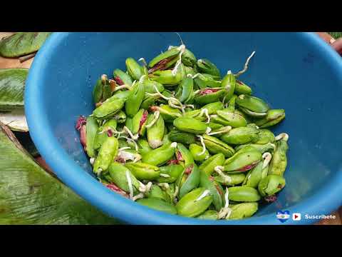 Comiendo semillas de paterna con sal limon y chile