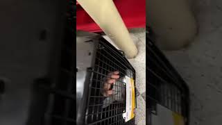 Trapped My Fiancé In A Dog Cage At Petco