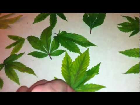Rust+Spots+on+Marijuana+Leaves Learn and talk about Spots (cannabis), Cannabis, Cannabis smoking ...