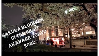 Sakura blooming 2022 - Diana (Koes plus) versi gitar genjreng santai
